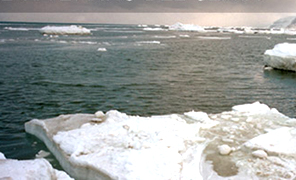296_wwf_ghiacci