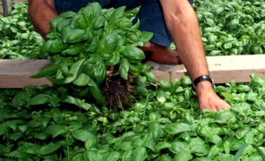 agricoltura_296