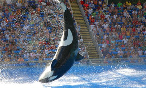 seaworld_orca_296