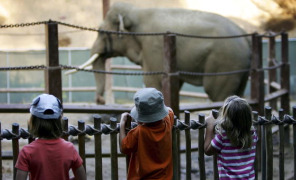 bambini_elefante_296
