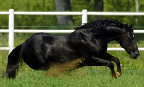 cavallo_296