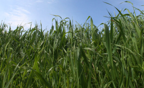prato_verde_296