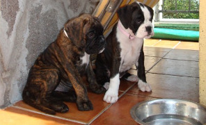 cani_boxer_ciotola_296
