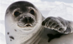 foca_296