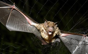 pipistrello_vampiro_296