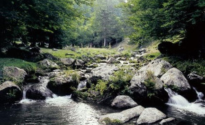sila_296