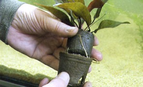 pianta_piccola_296