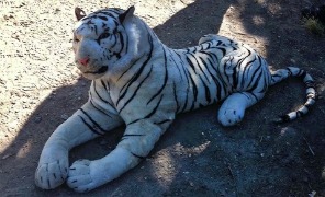 tigre_pelouche_296