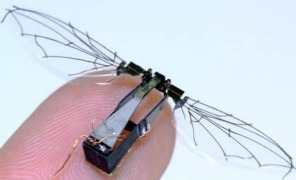 insetto_robot_296