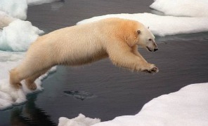 orso_bianco_296