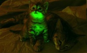 gatto_transegnico_296
