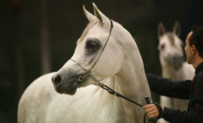 equus_296