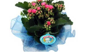 fiori_azzurro_296